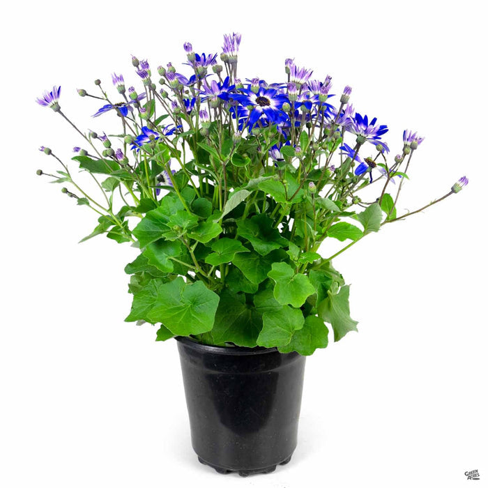 Pericallis 'Senetti Blue Bicolor' 1 gallon