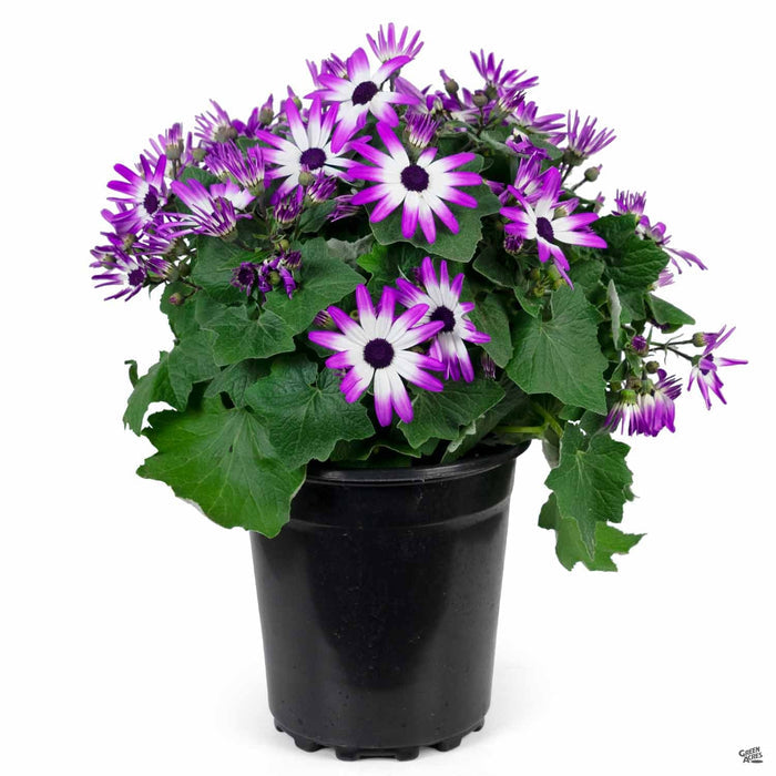 Pericallis Senetti Magenta Bicolor 1 gallon