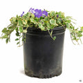 Periwinkle 'Sterling Silver' 1 gallon