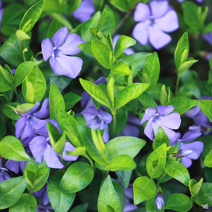 Periwinkle