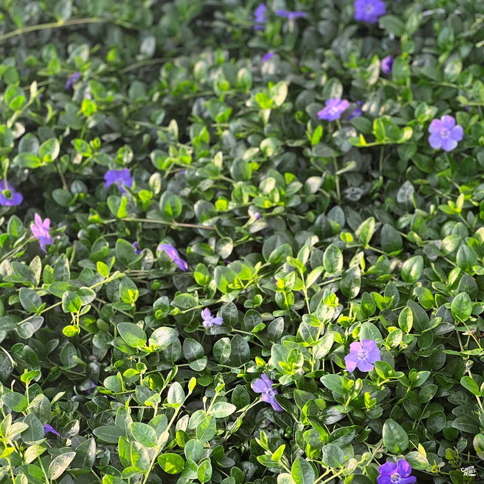 Periwinkle