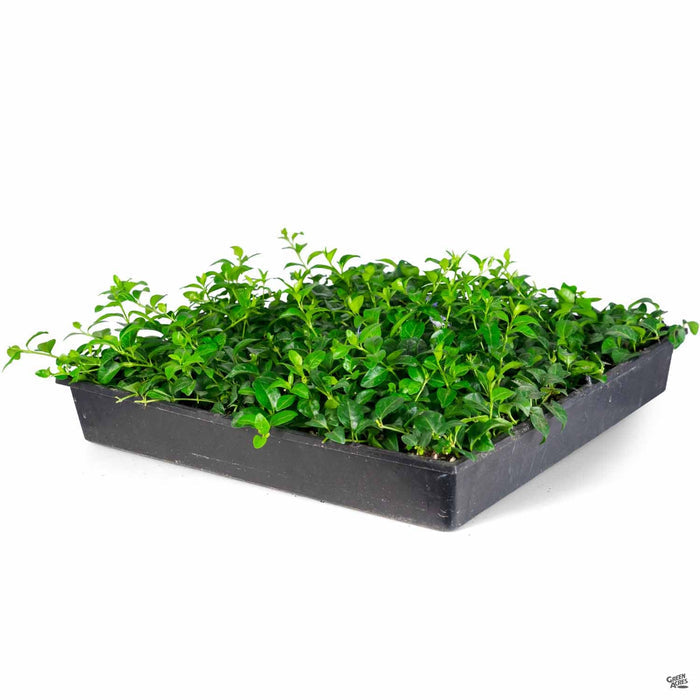 Periwinkle Flat