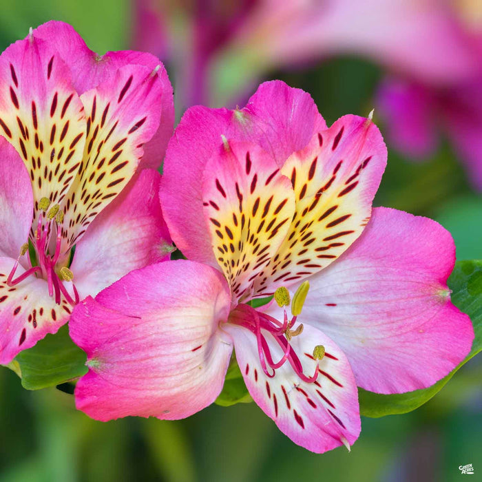 Pink Alstroemeria