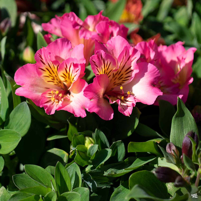 Pink Alstroemeria