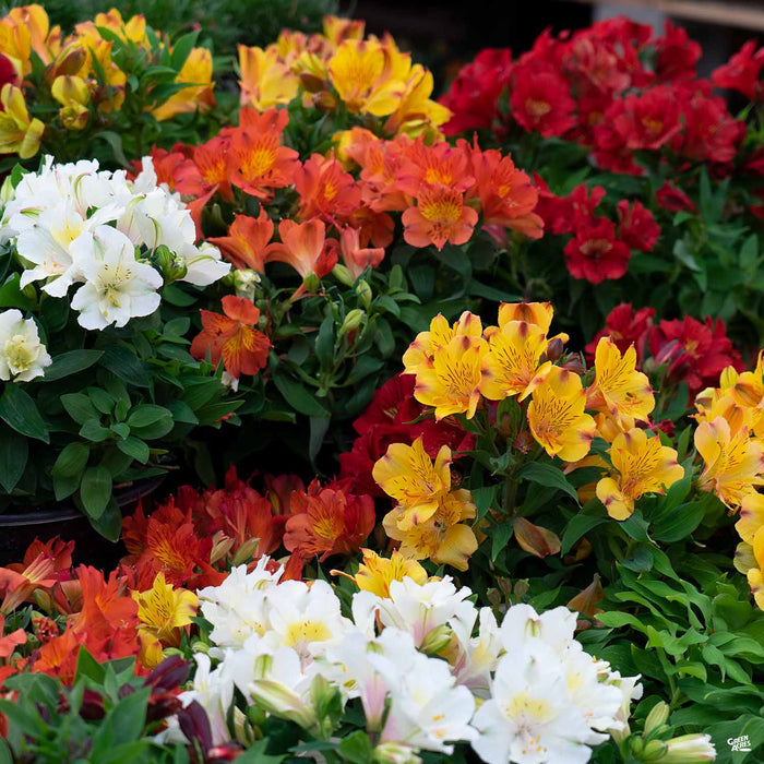 Alstroemeria Assorted