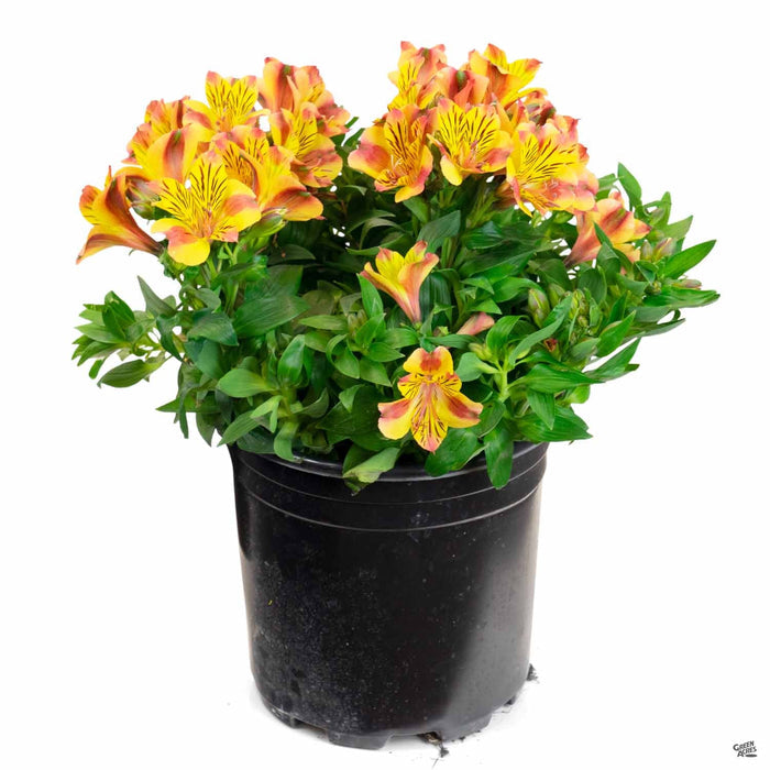 Alstroemeria 2 gallon
