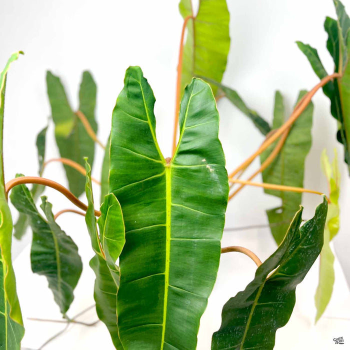Philodendron billietiae