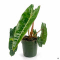 Philodendron billietiae 4 inch
