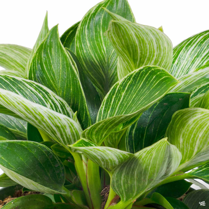 Philodendron Birkin