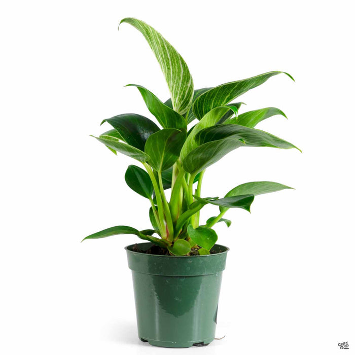 Philodendron Birkin 4 inch