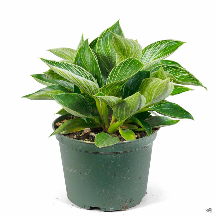 Philodendron Birkin 6 inch