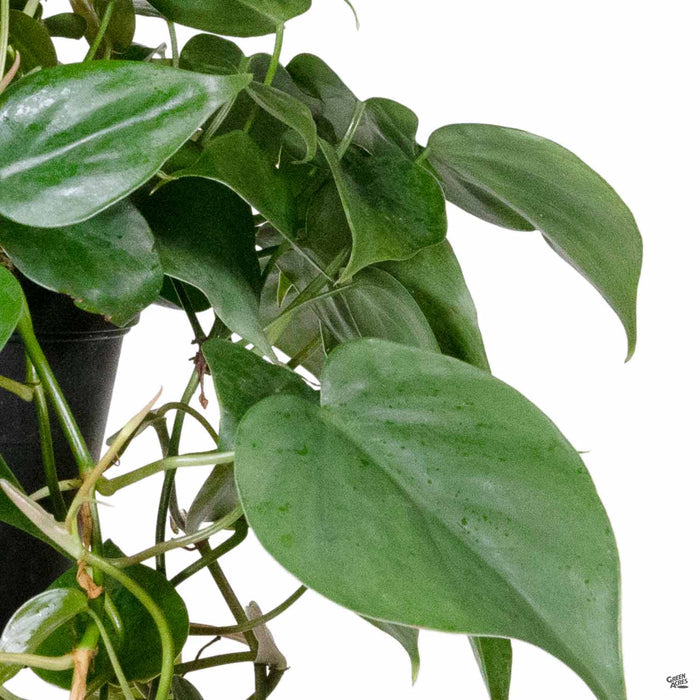 Philodendron cordatum