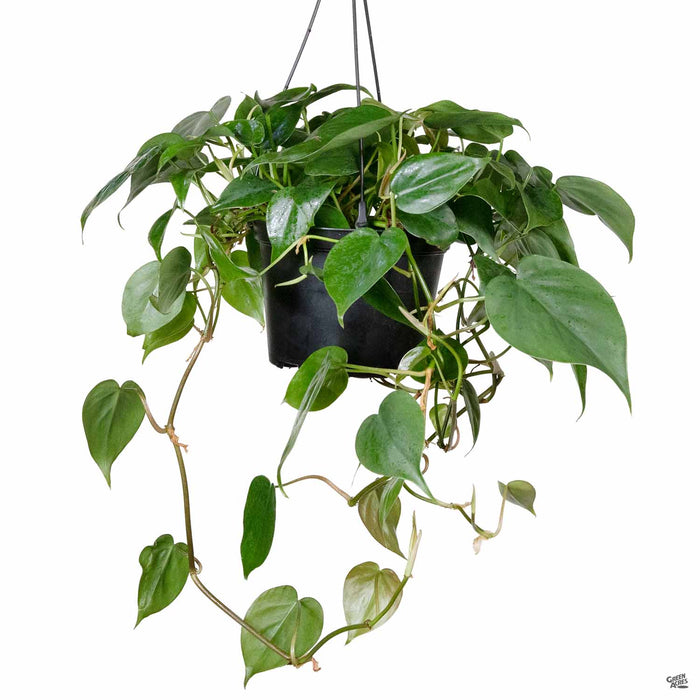 Philodendron cordatum