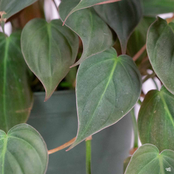 Philodendron Micans