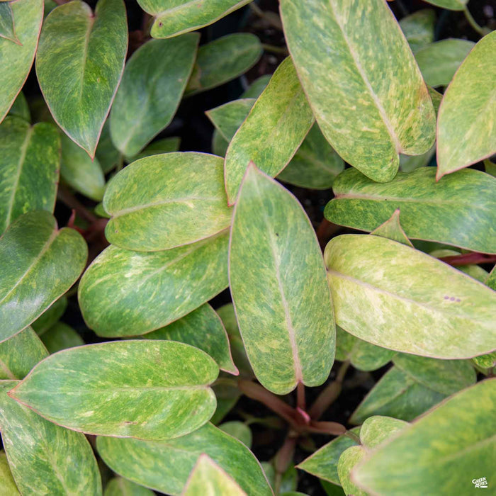 Philodendron Painted Lady