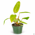 Philodendron Painted Lady 4 inch