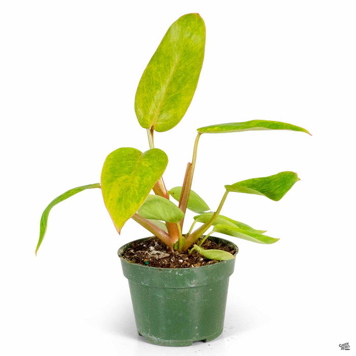 Philodendron Painted Lady 4 inch