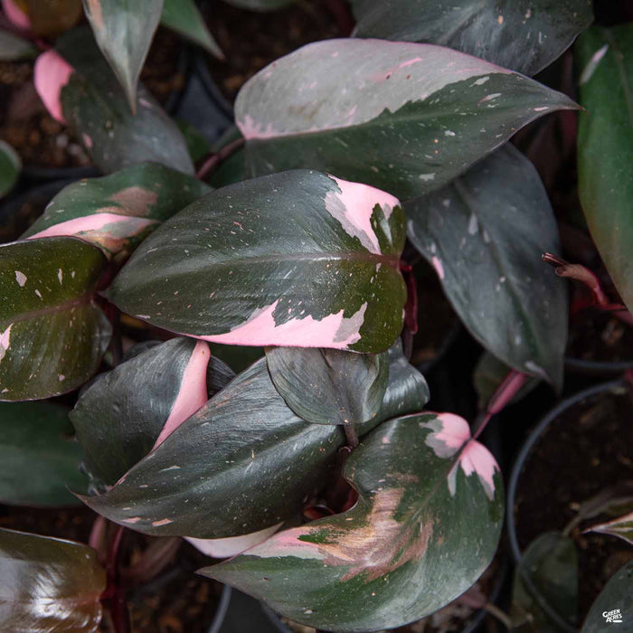 Philodendron Pink Princess