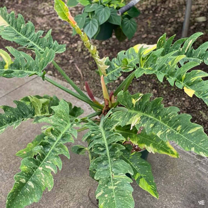 Philodendron Ring of Fire