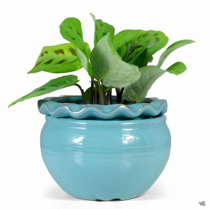 Pie Rim Self Watering Pot 6.25 inch Aqua