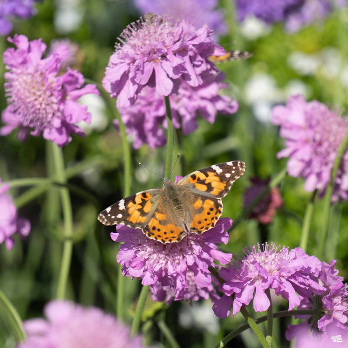 Pincushion Flower