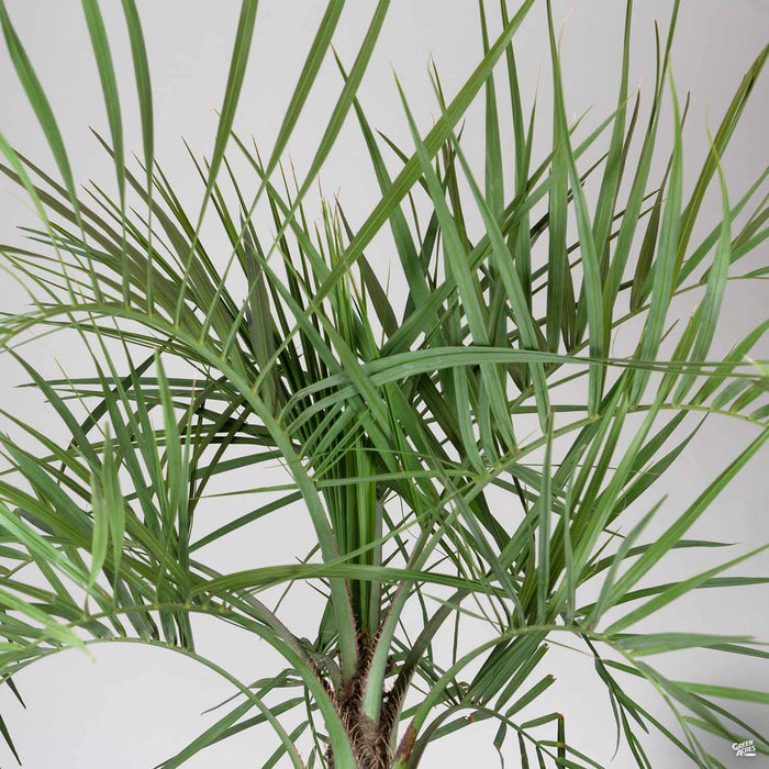 Pindo Palm