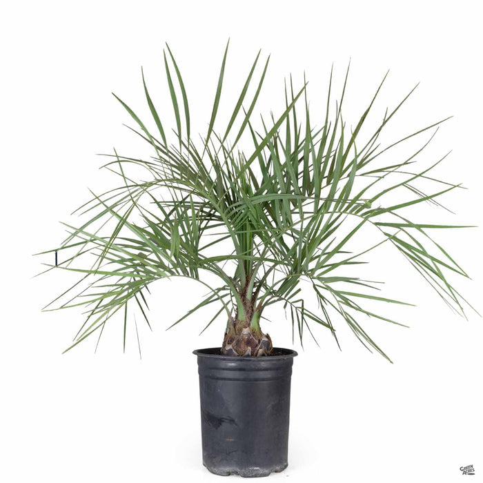 Pindo Palm 5 gallon