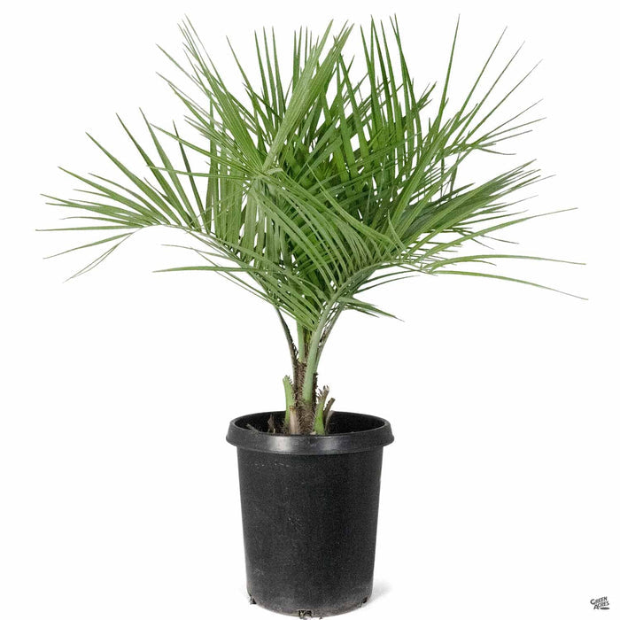 Pindo Palm 15 gallon