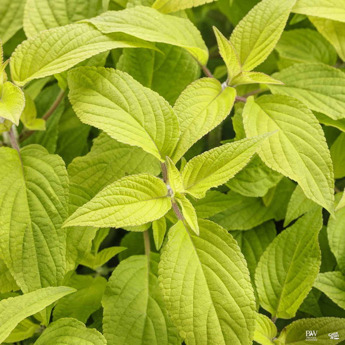 Golden Delicious Pineapple Sage