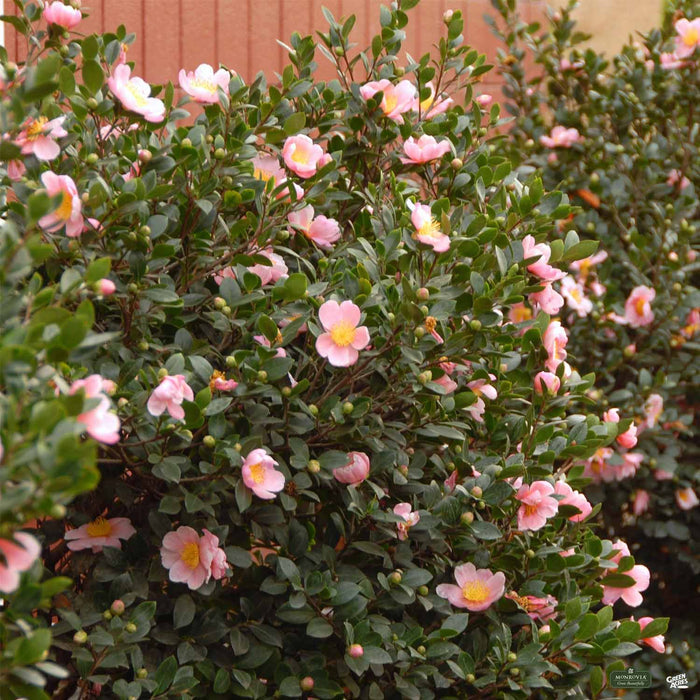 Pink-a-Boo Camellia