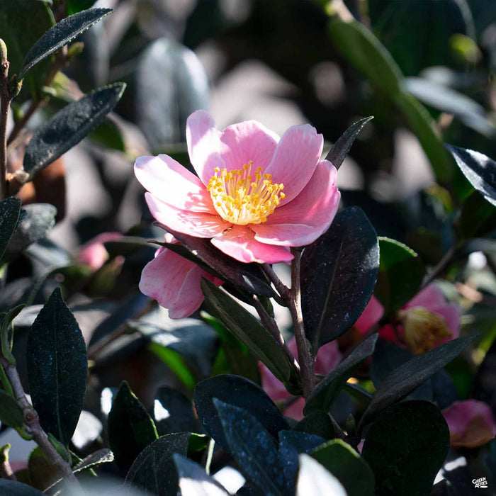 Pink-a-Boo Camellia