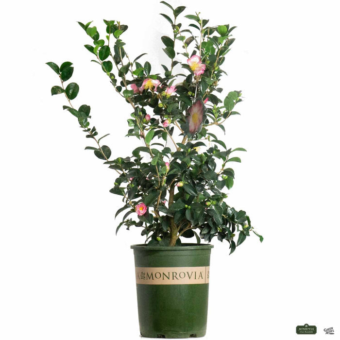 Pink-a-Boo Camellia 5 gallon Monrovia