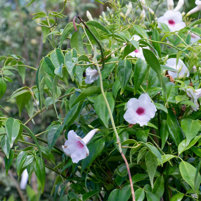 Pink Bower Vine