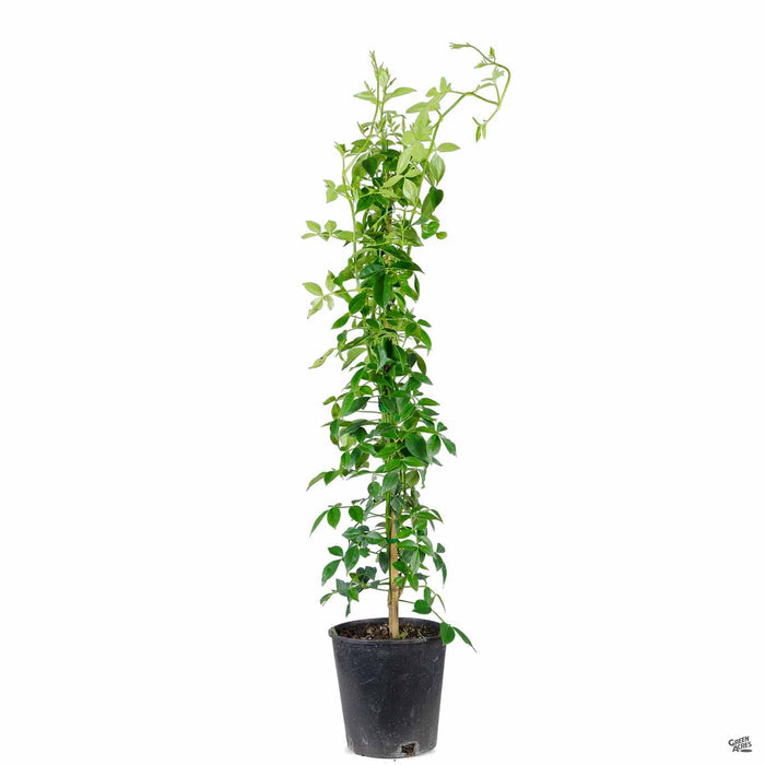 Pink Bower Vine 1 gallon staked