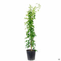 Pink Bower Vine 1 gallon staked