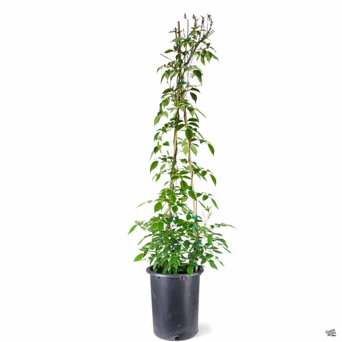 Pink Bower Vine 5 gallon staked
