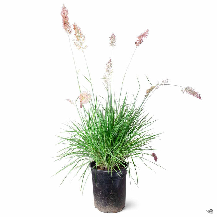 Pink Crystal Grass 1 gallon