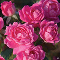Pink Double Knock Out Rose