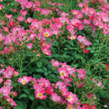Drift Rose Pink