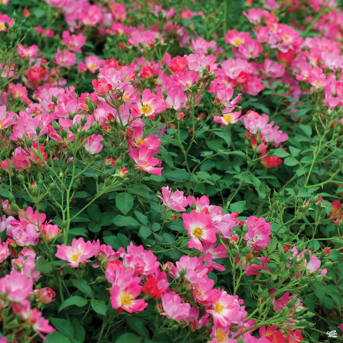 Drift Rose Pink