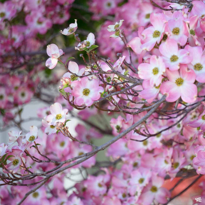 Pink Flowering Dogwood