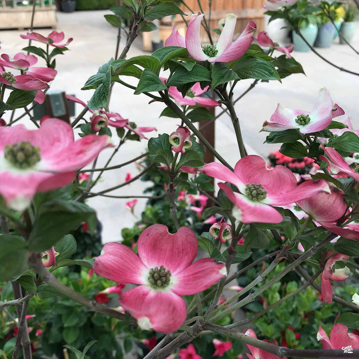 Pink Flowering Dogwood