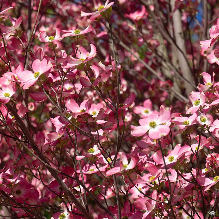 Pink Flowering Dogwood