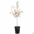 Pink Flowering Dogwood 7 gallon