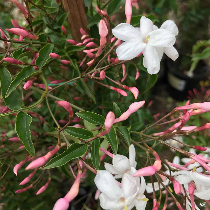 Pink Jasmine