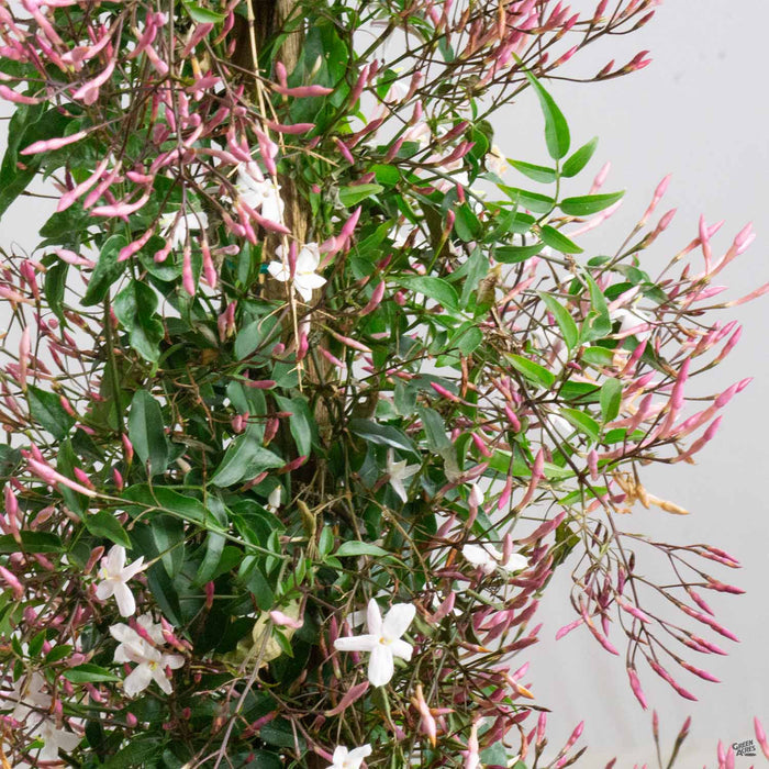 Pink Jasmine Closeup