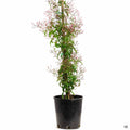 Pink Jasmine 1 gallon staked