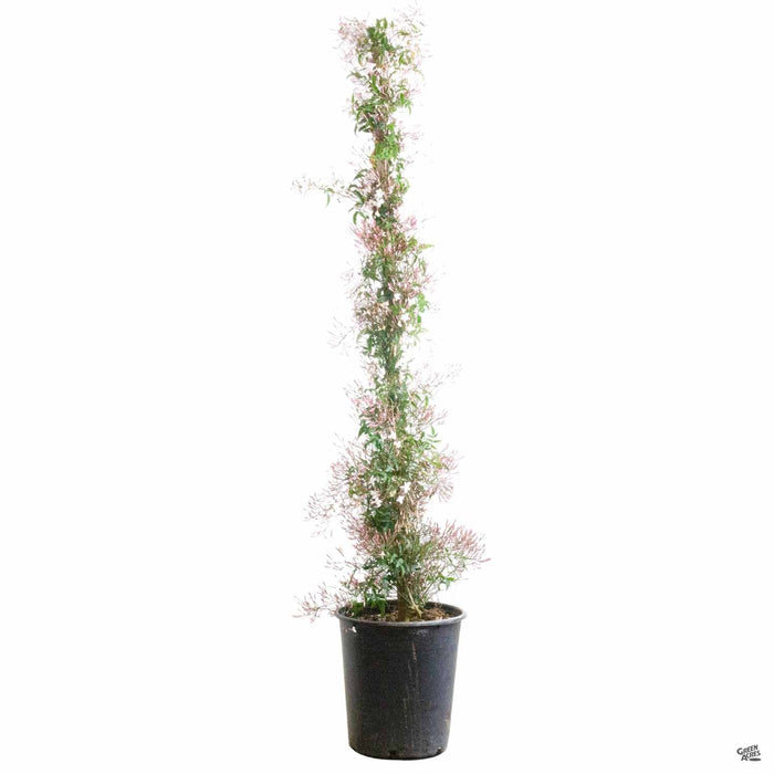 Pink Jasmine 5 gallon staked