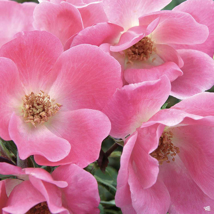 Pink Knock Out Rose