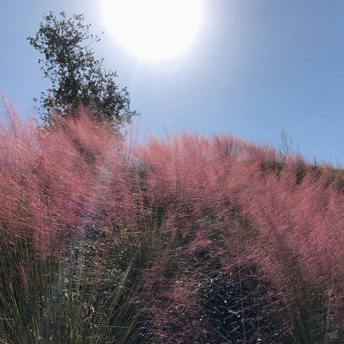 Pink Muhly Grass